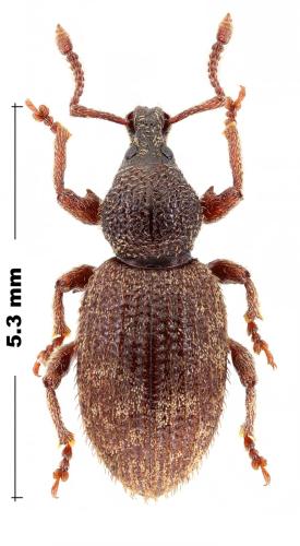Réf. 316 803 : Otiorhynchus varius